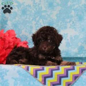 Kisses, Toy Poodle Puppy